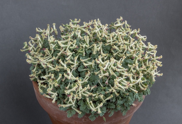 Corydalis darwasica